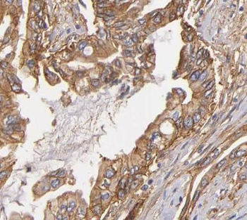 DNAJB4 Antibody