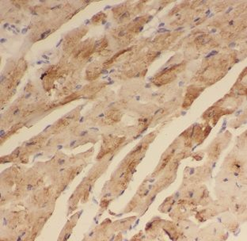 DNAJB5 Antibody