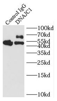 DNAJC1 Antibody