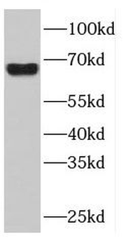 DNAJC11 Antibody
