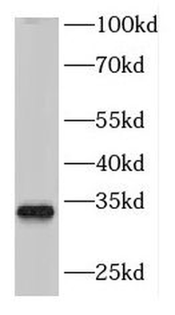 DNASE1L1 Antibody