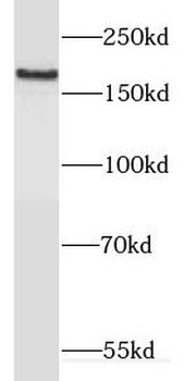 DNMBP Antibody