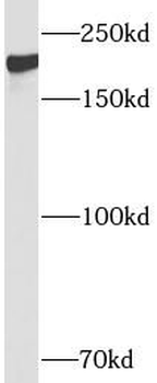 DNMT1 Antibody