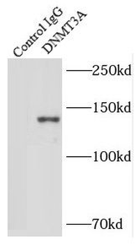 DNMT3A Antibody