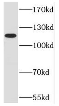 DNMT3A Antibody