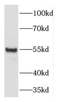 DNPEP Antibody
