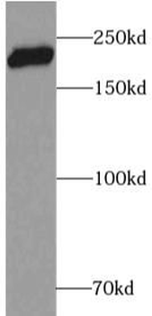DOCK6 Rabbit Polyclonal Antibody