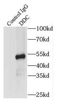 DDC Antibody