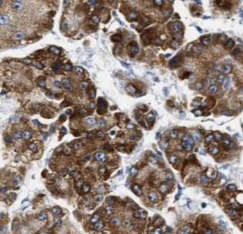 DDC Antibody