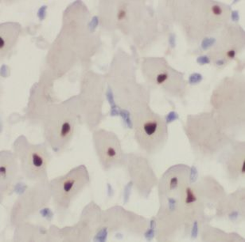 DPCD Antibody