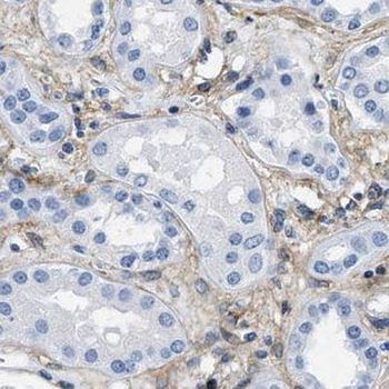 DPEP2 Antibody