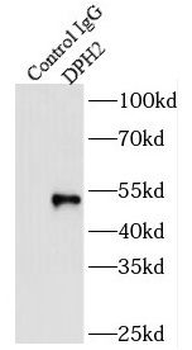 DPH2 Antibody
