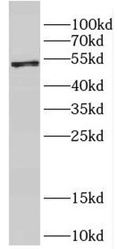 DPH2 Antibody