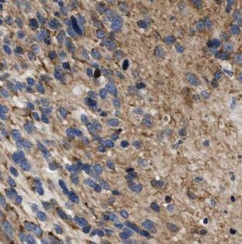 DPM1 Antibody