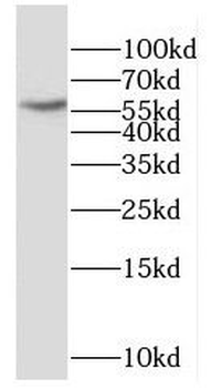 DPP9 Antibody