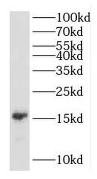TNFRSF25 Antibody