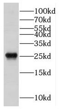 DRAP1 Antibody