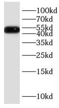 DRD1 Antibody