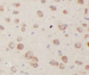 DRD2 Antibody