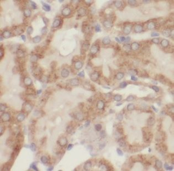 DRG2 Antibody