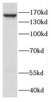 DSG4 Antibody