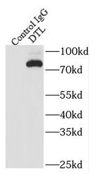 DTL Antibody