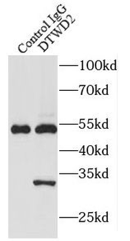 DTWD2 Antibody