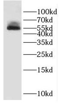 DUS1L Rabbit Polyclonal Antibody