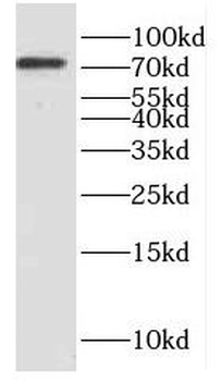 DUS3L Antibody