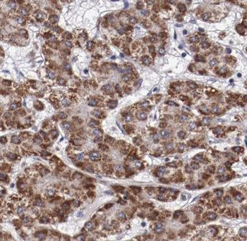 DUSP10 Antibody