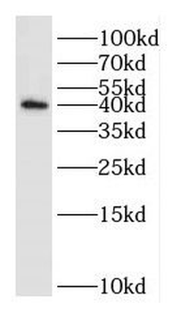 DUSP11 Antibody