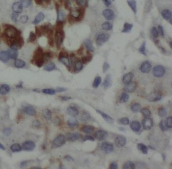 DUSP19 Antibody