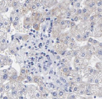 DUSP9 Antibody