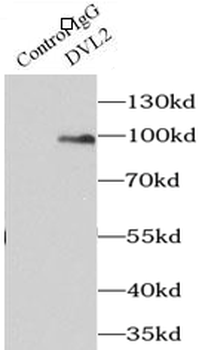 DVL2 Antibody