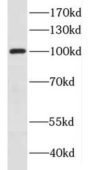 DNM1 Antibody