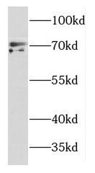 DYNC1I2 Antibody