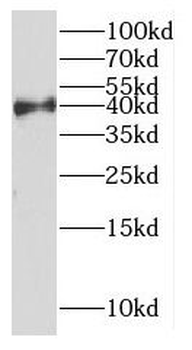 DYNC2LI1 Antibody