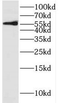 DYRK1B Antibody
