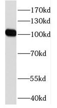DZIP1 Antibody