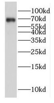 E2F4 Antibody