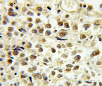 E2F4 Antibody