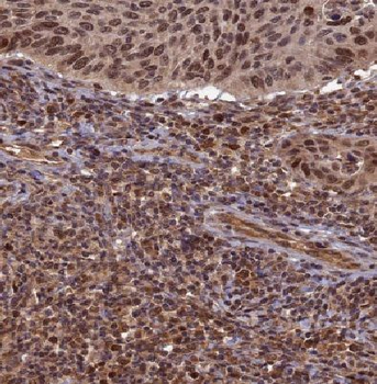 E2F7 Antibody