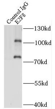 E2F8 Antibody