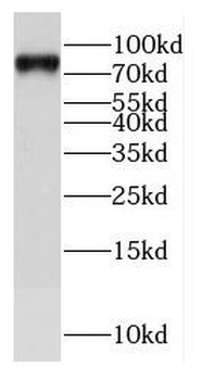E2F8 Antibody