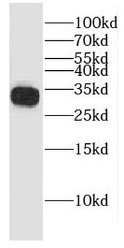 ECHS1 Antibody
