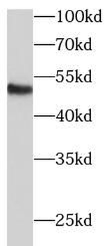ECM1 Antibody