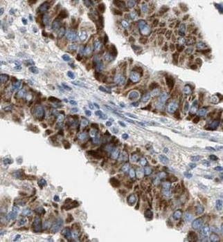 ECM1 Antibody