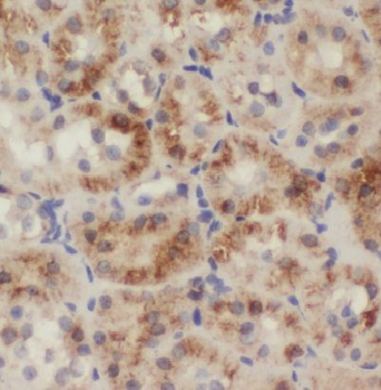 EDAR Antibody