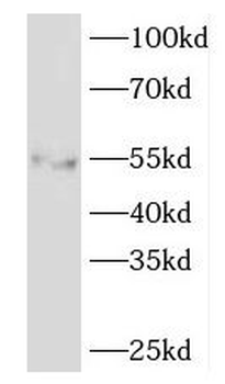 EDIL3 Antibody