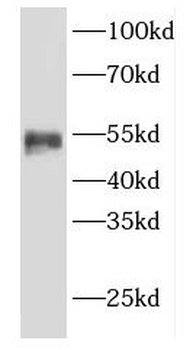 EED Antibody